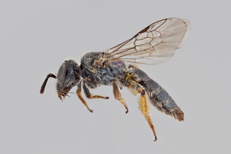 [Conanthalictus caerulescens female (lateral/side view) thumbnail]